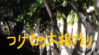 家庭菜園　2018年11月　漬物大根抜き＆乾し作業