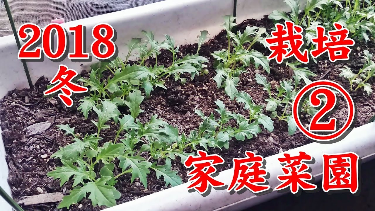 【家庭菜園】2018冬 水菜栽培 2