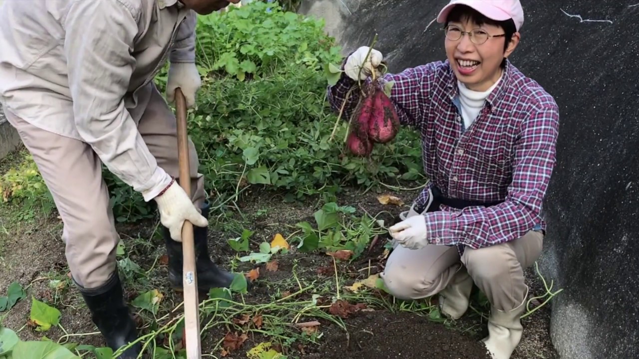 家庭菜園でさつまいもの収穫 今年は成功に近い大失敗