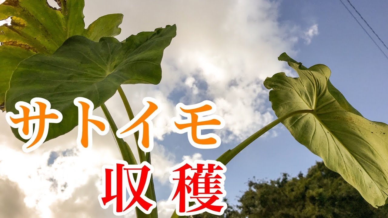 サトイモ 収穫 『家庭菜園だより』taro harvest