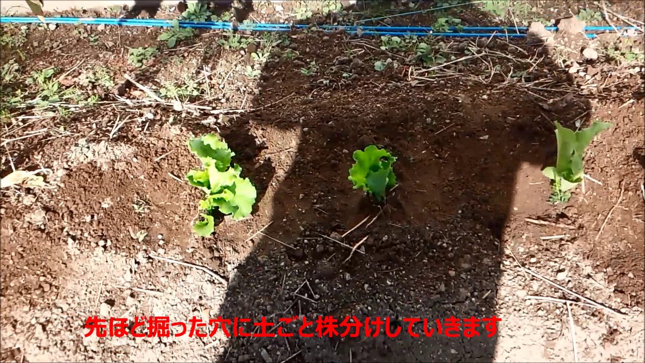 ｢家庭菜園」荒地で野菜作り　サニーレタス編　自給自足-‘텃밭’황무지에서 채소 재배 상추 편 자급 자족