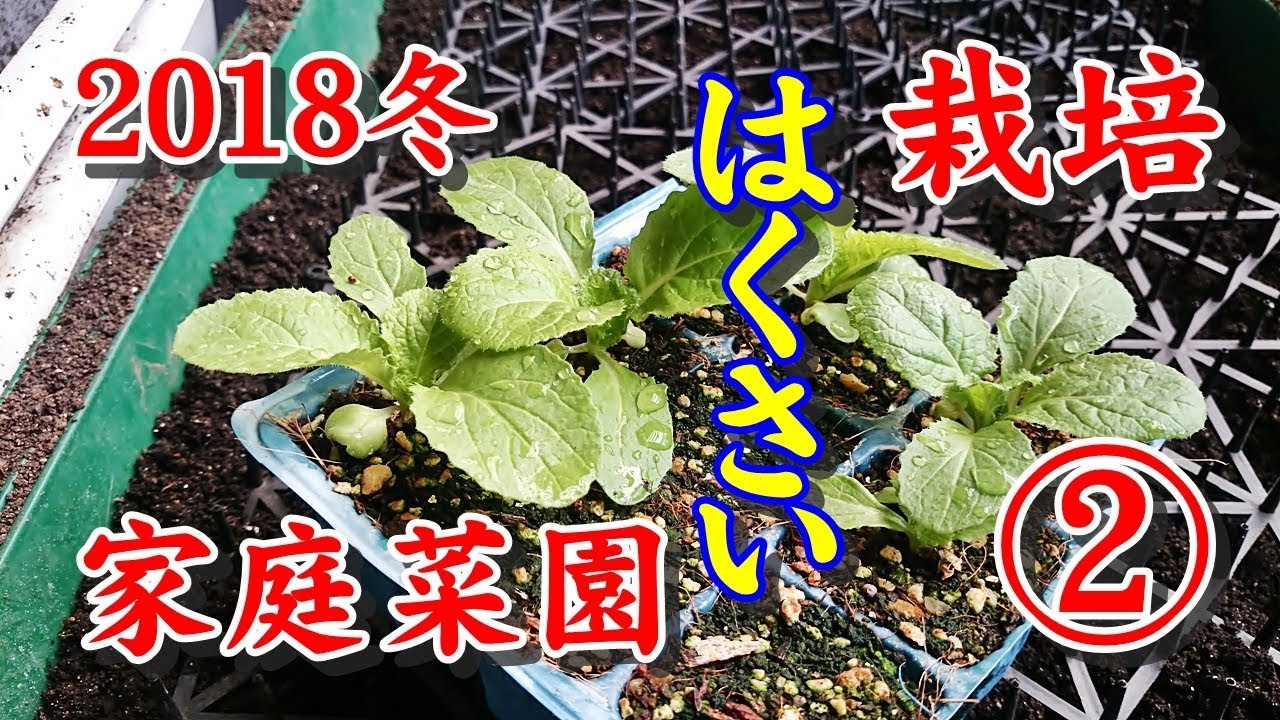 【家庭菜園】2018冬 はくさい栽培 2