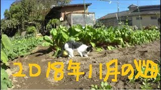 家庭菜園　2018年11月　大根や白菜、畑の様子