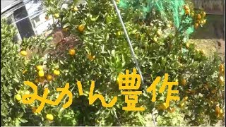 家庭菜園　2018年11月　畑作業合間のおやつ　豊作みかん