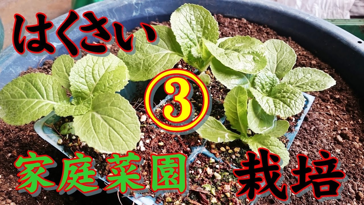 【家庭菜園】2018冬 はくさい栽培 3