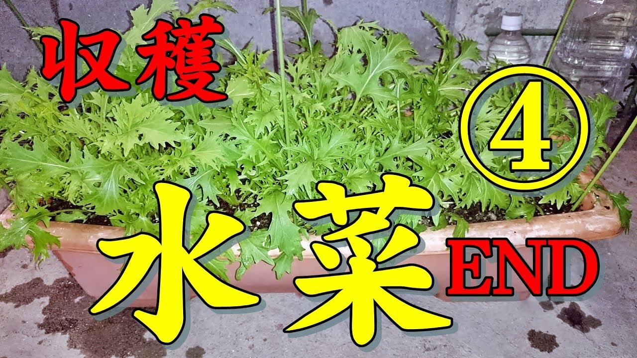 【家庭菜園】2018冬 水菜栽培 4END