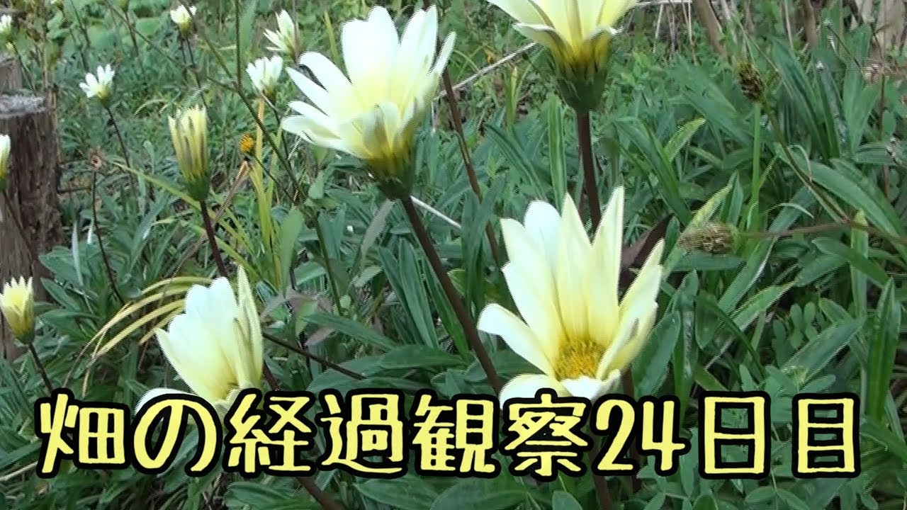 家庭菜園初心者の畑作り～2018年秋植え付け後24日目～