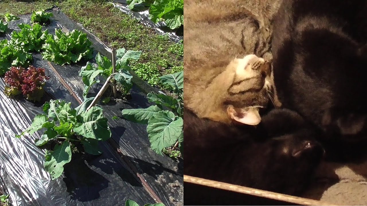 家庭菜園の野菜が成長中。猫達はハウスの中で猫団子になります