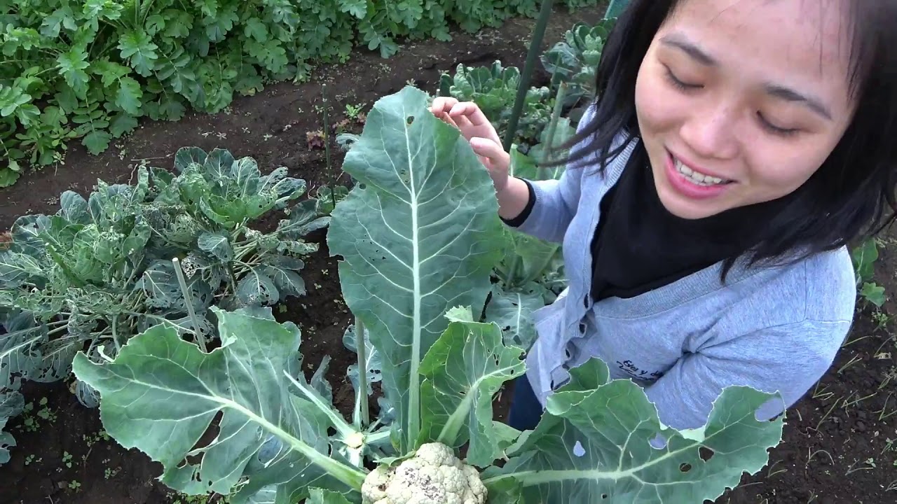 【家庭菜園】カリフラワーと春菊の収穫のやり方を教わるベトナム人ママVlog  How to Harvest Cauliflower and Chrysanthemums