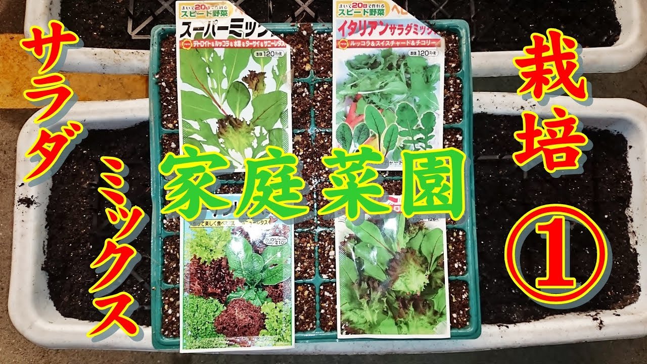 【家庭菜園】2018冬 サラダ・ミックスてんこ盛り？栽培 1