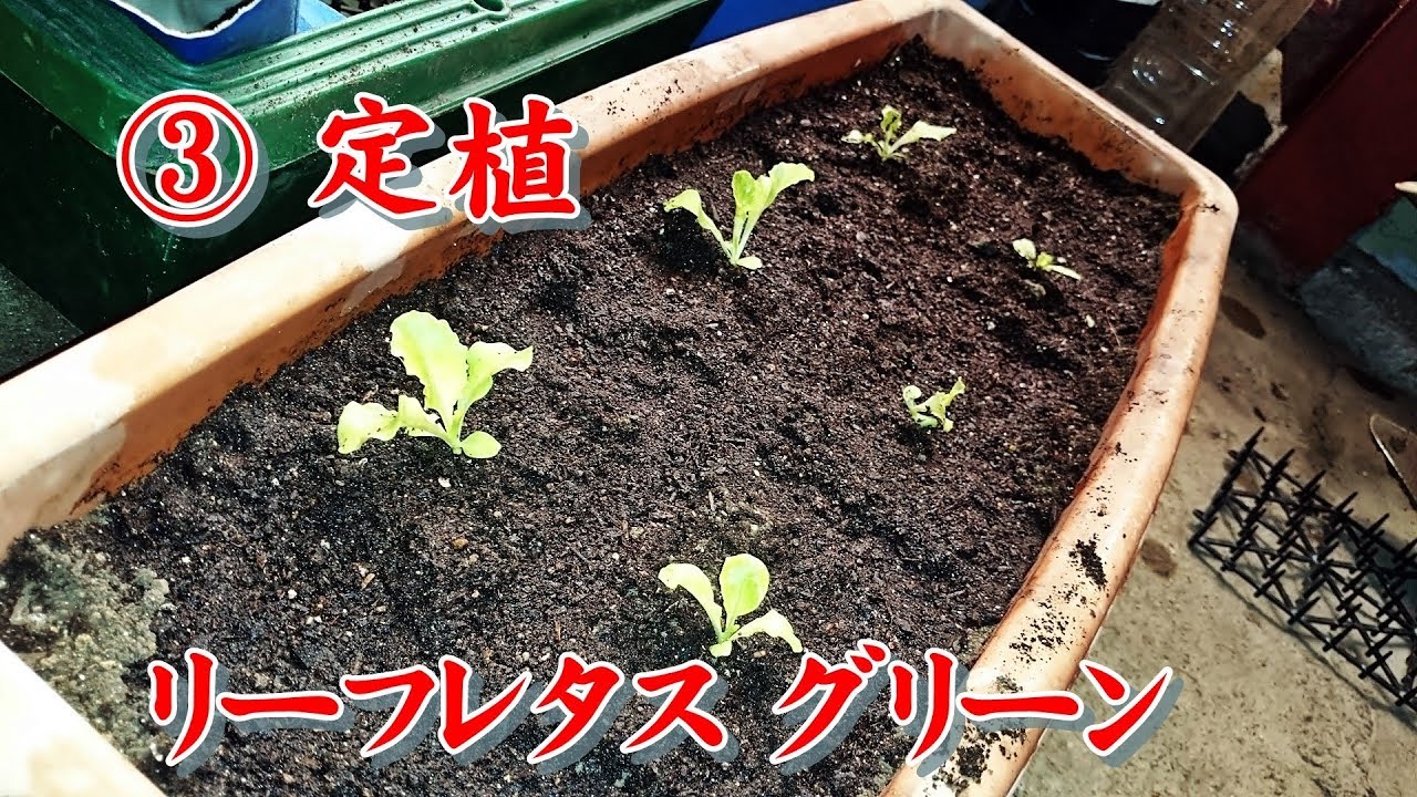 【家庭菜園】2018冬 リーフレタスグリーン栽培 3