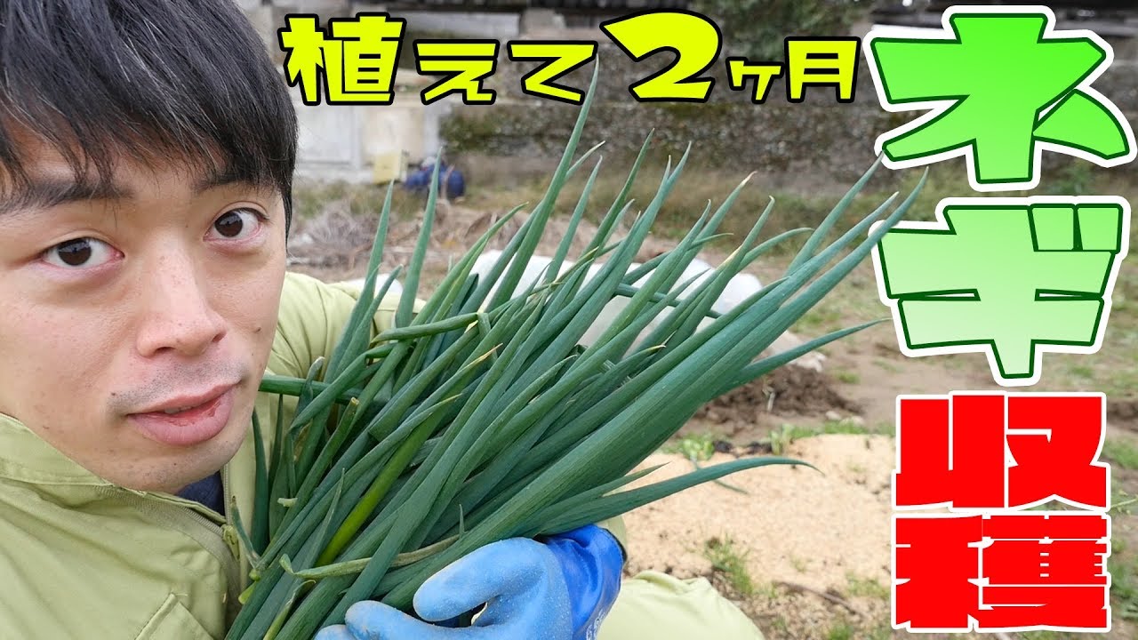 【家庭菜園】植えて二ヶ月！大量にネギ収穫できたよ！