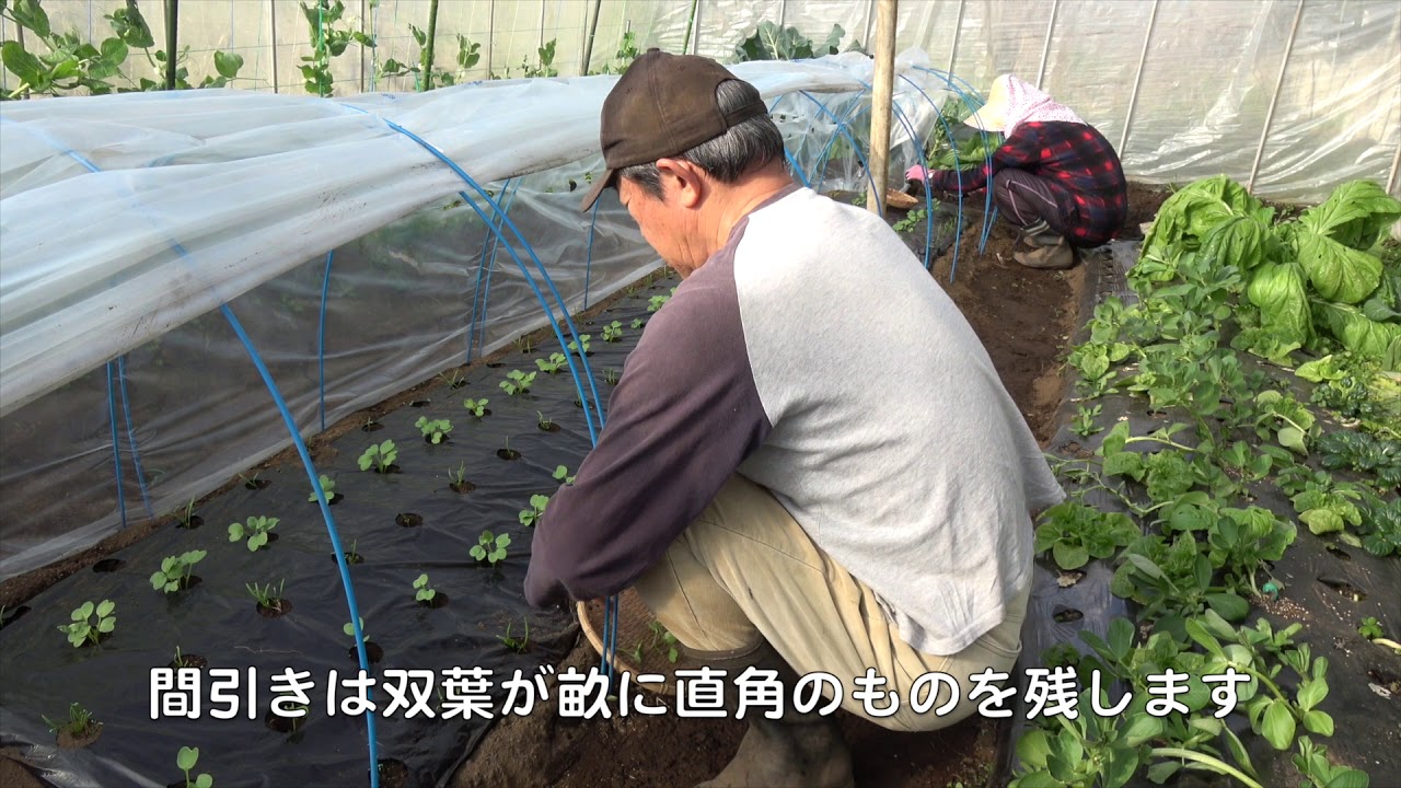 菜園だより190104参拝・採穂・大根間引き