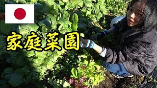 【家庭菜園】働き者のベトナム人ママVlog【Vegetable garden】 Working Vietnamese Mama Vlog