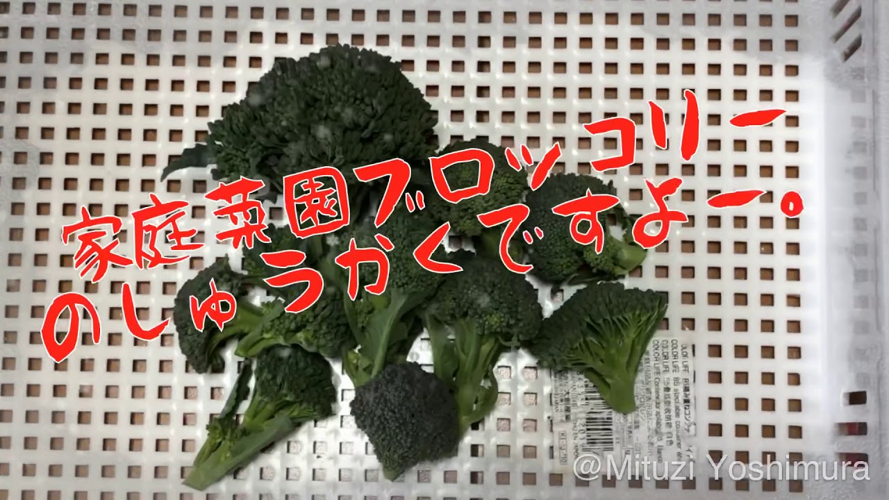 ミツジの家庭菜園ブロッコリーの🥦収穫です