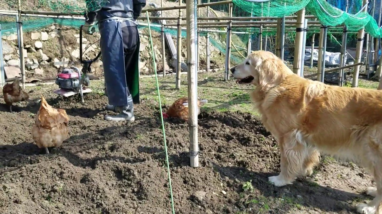 春の家庭菜園ｼﾞｲﾁｬﾝの邪魔する寮生(鶏)とｺﾞｰﾙﾃﾞﾝﾚﾄﾘﾊﾞｰ