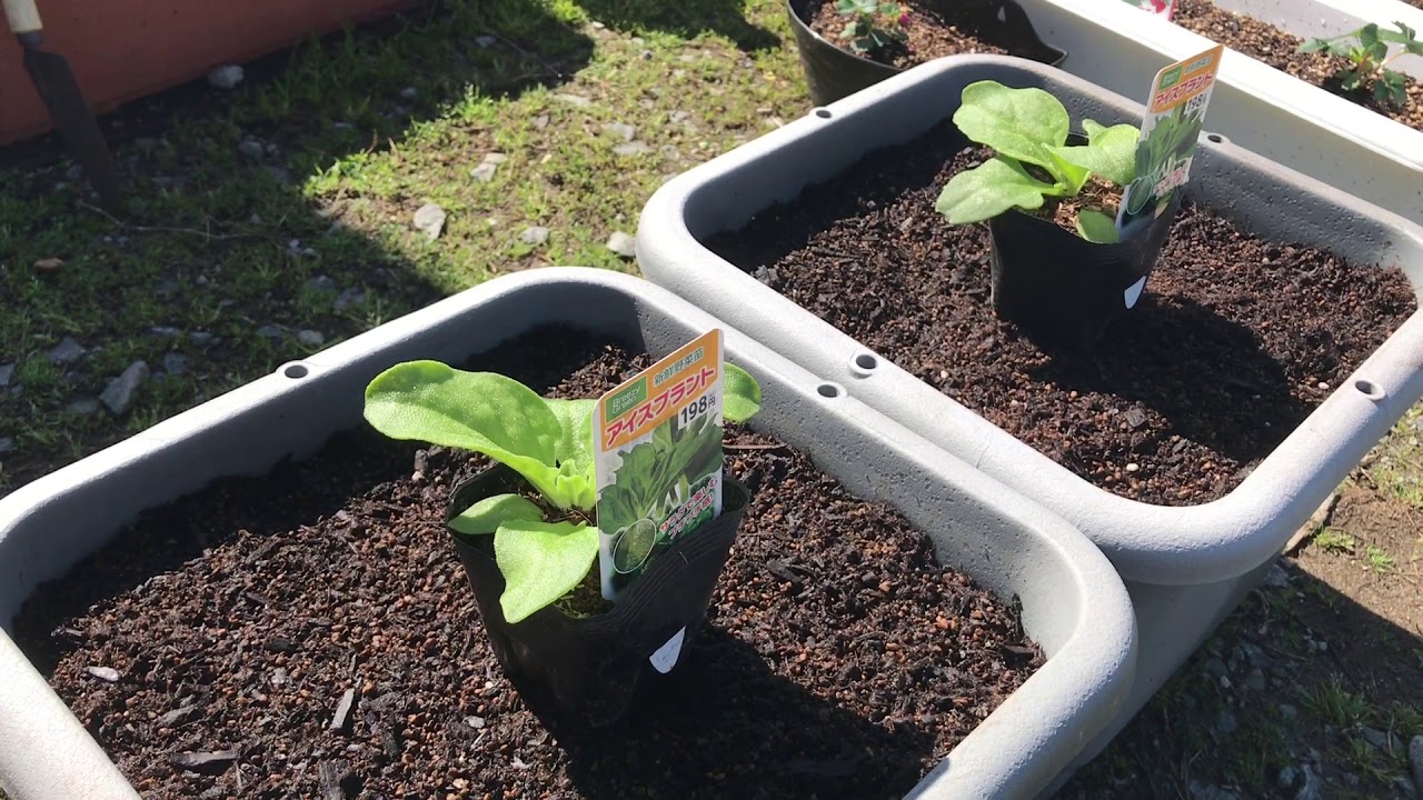 動画で家庭菜園『不思議野菜アイスプラントを育ててみる！プランター栽培（植え付け編）』2019.3.17