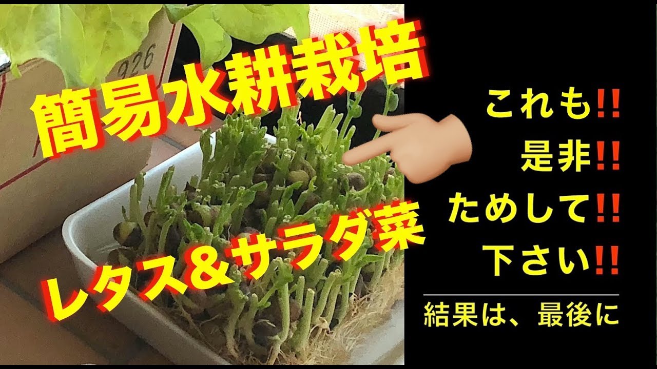 家庭菜園(簡易水耕栽培　レタスとサラダ菜　必見)