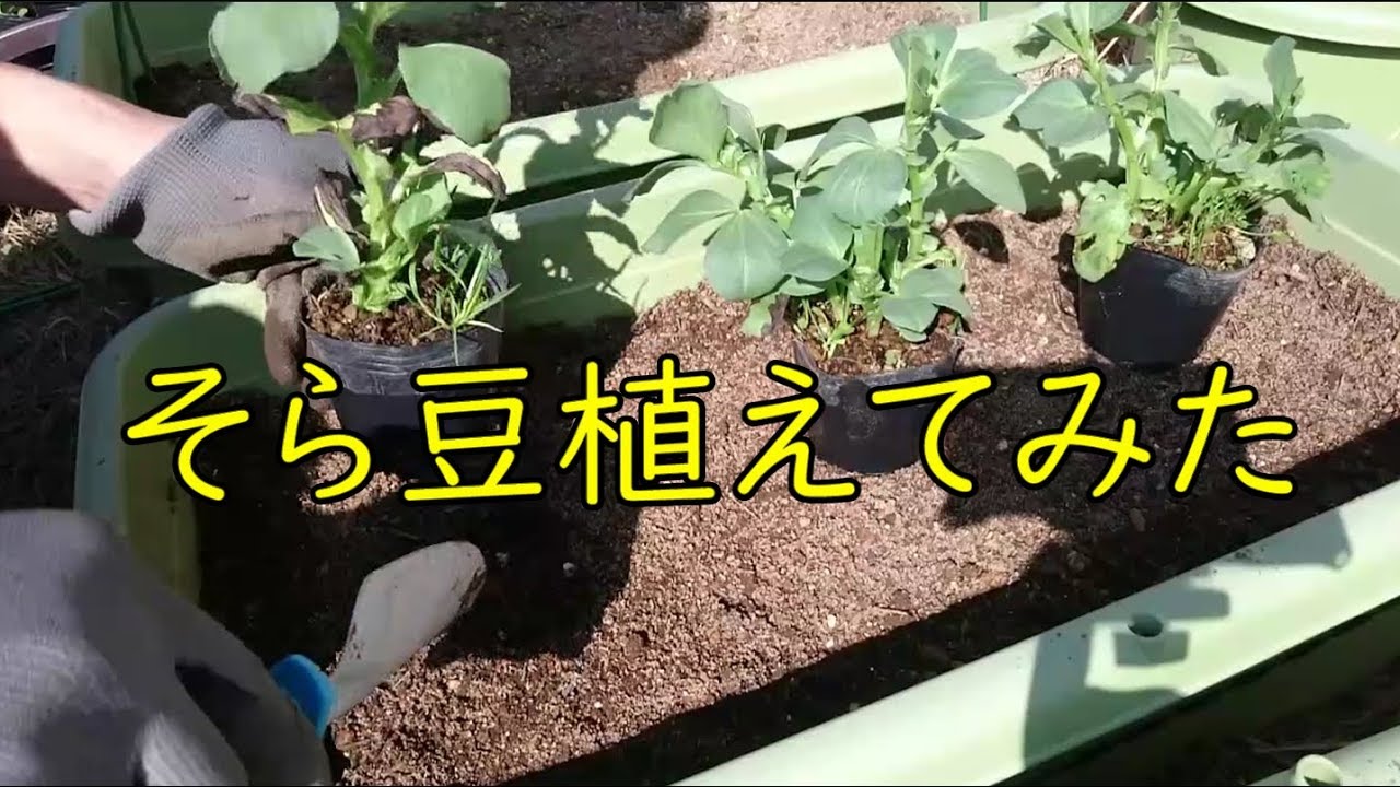 【家庭菜園】野菜の収穫＆そら豆の苗を植える作業