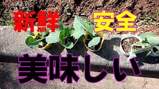 【家庭菜園、無農薬、自給自足】キャベツ栽培