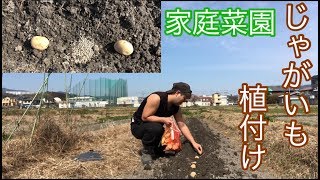 【家庭菜園】今回はじゃがいもの植付け＼(^^)／