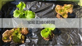 家庭菜園の時間 ①