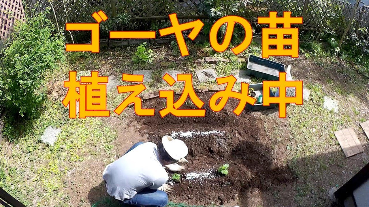 #421【庭仕事俯瞰30倍速】家庭菜園「ゴーヤの植え込み」