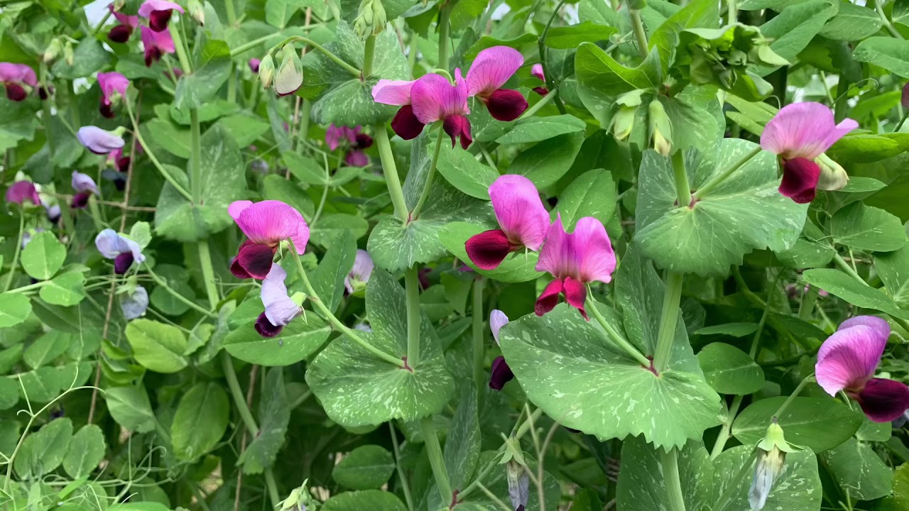 春の菜園作業