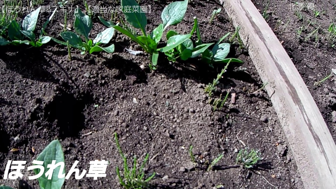 【適当な家庭菜園】2019  4/20  ほうれん草く＆スギナ ⑤