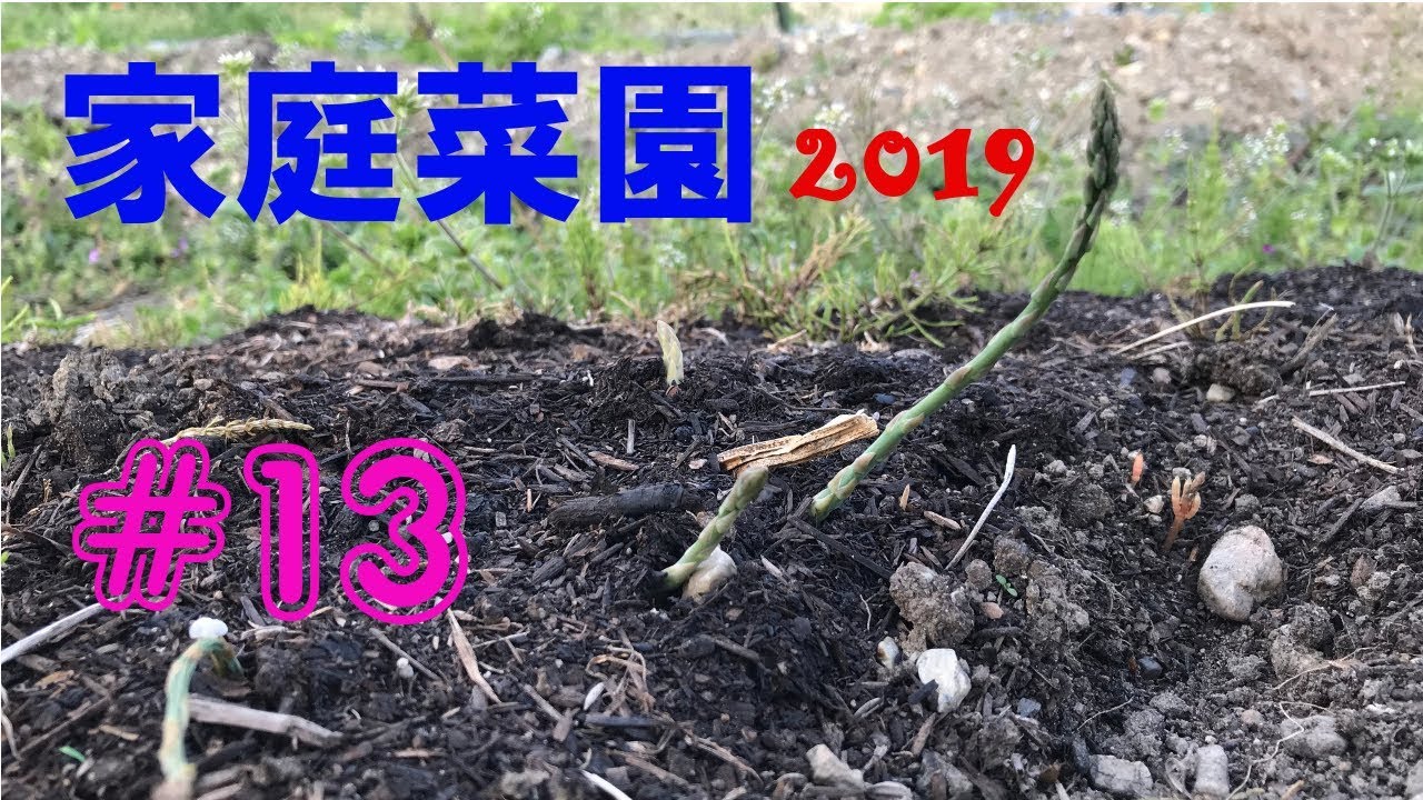 【Garden】家庭菜園2019【#13】