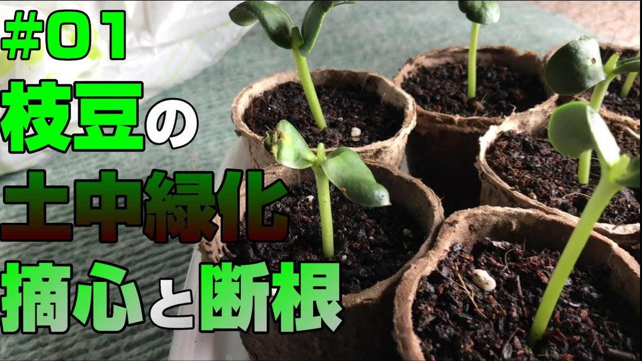 #01 青森家庭菜園　【摘心と断根】【枝豆】