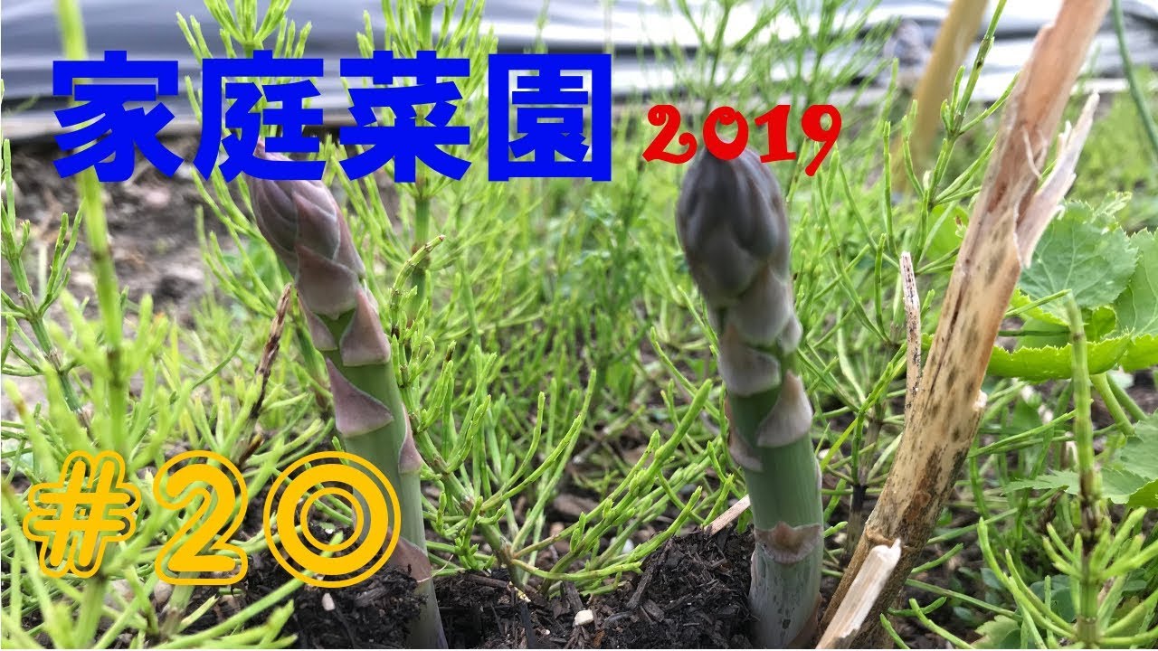 【Garden】家庭菜園2019【#20】