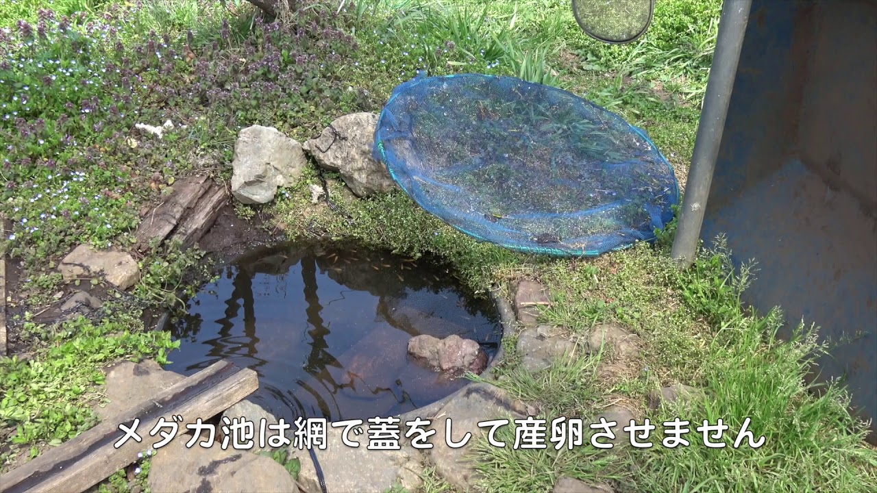 菜園だより190405ポリトンネル除去