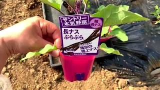 動画で家庭菜園『ビニールハウスでナス栽培①（高級苗・植え付け）超ロング長ナス』2019.4.27