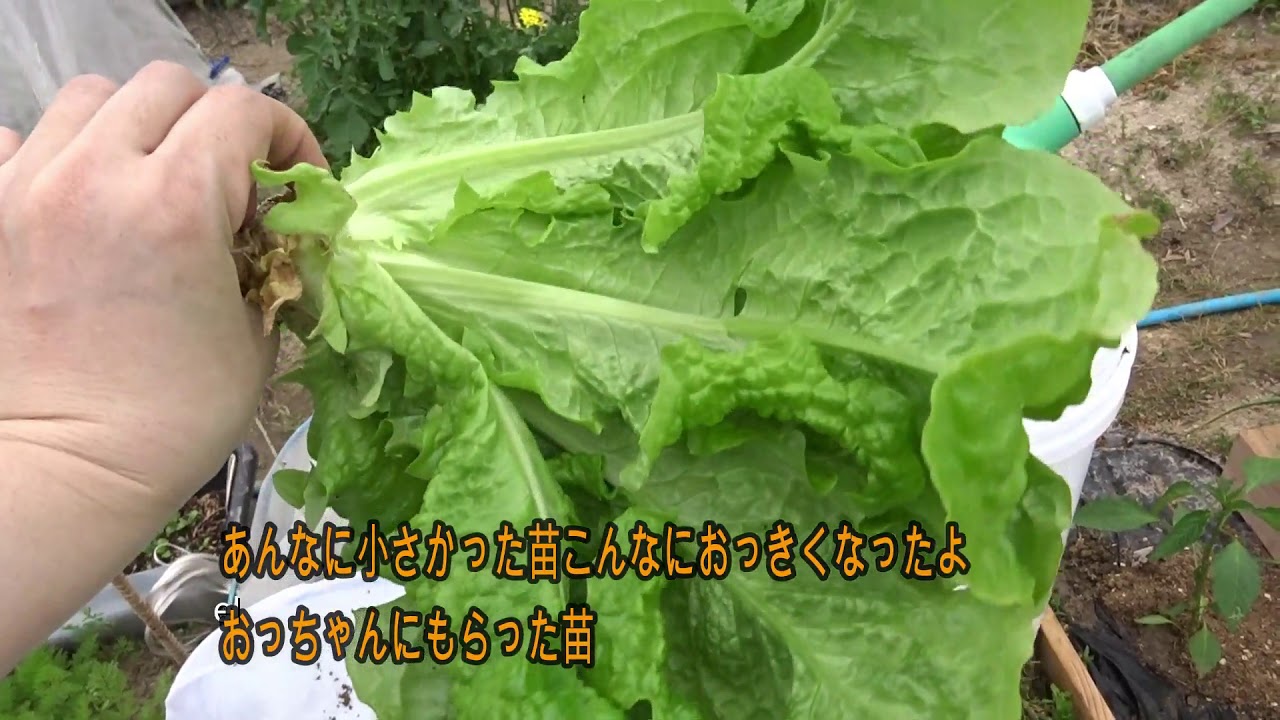 【家庭菜園】夏野菜を植えた2019