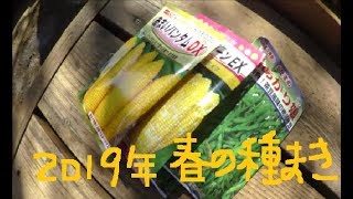 家庭菜園　2019年4月　トウモロコシ・枝豆・いんげん種まき