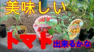 【家庭菜園】　無農薬、自給自足   荒地で野菜作り　ミニトマト編　熊本