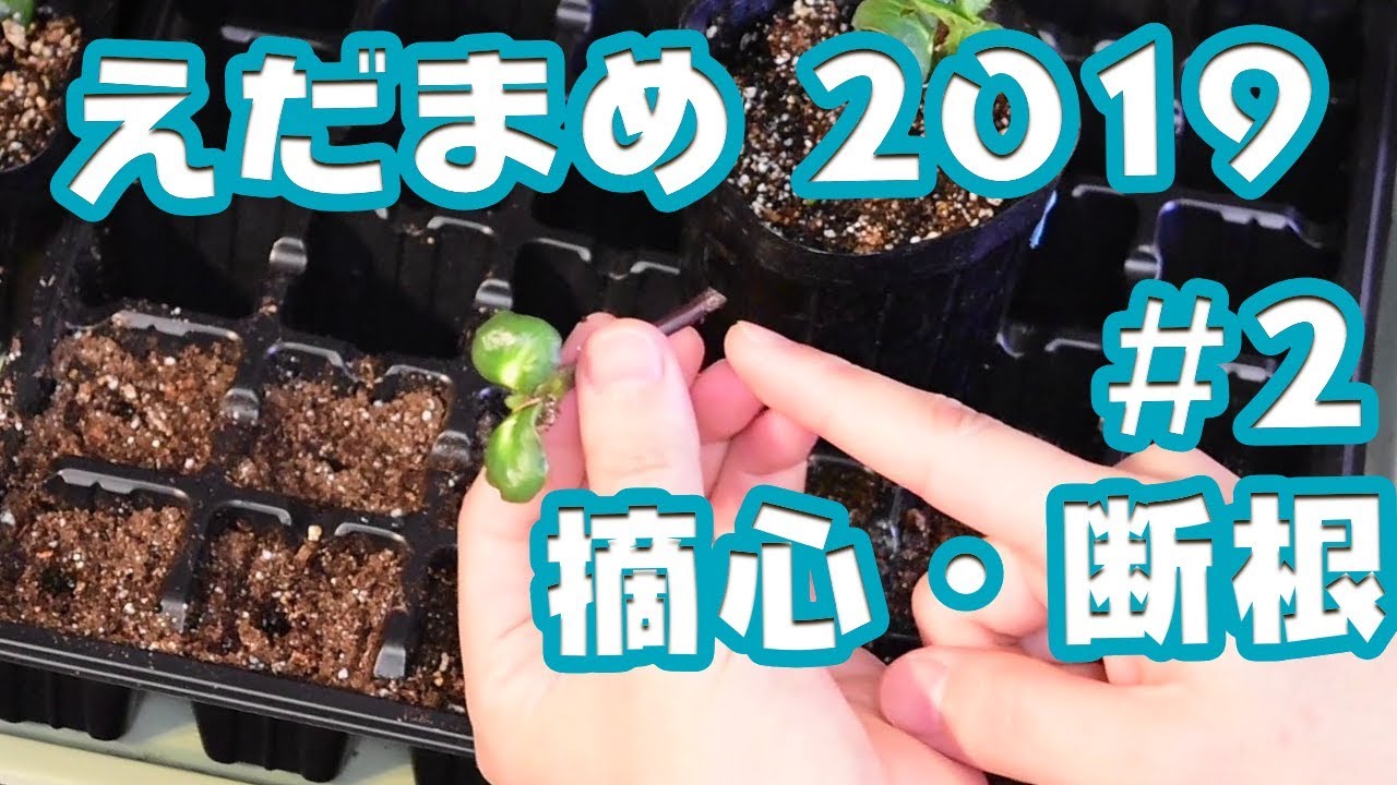 【家庭菜園】えだまめ2019 #2 ~摘芯・断根~