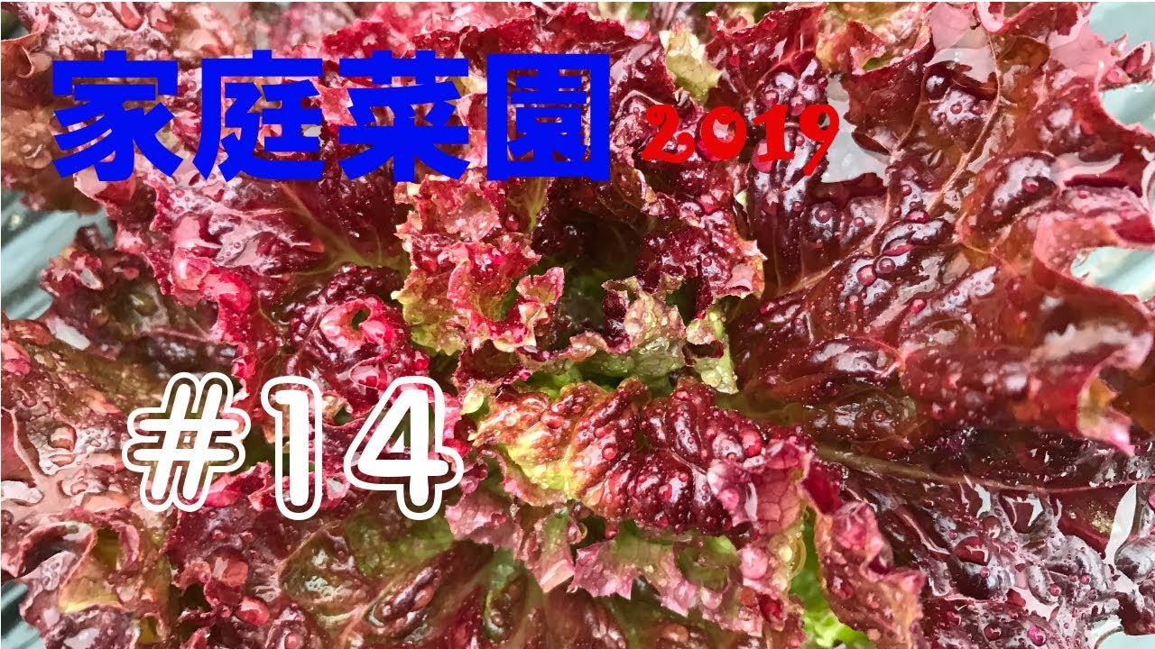 【Harvest】家庭菜園2019【#14】