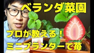 イチゴをミニプランターで育てる方法【ベランダ菜園向け】