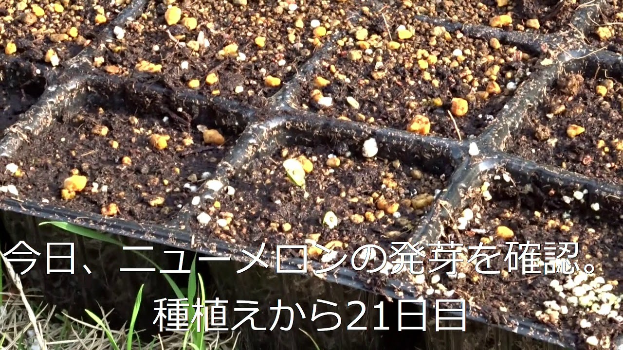 3年目の家庭菜園③トウモロコシとニューメロンの発芽