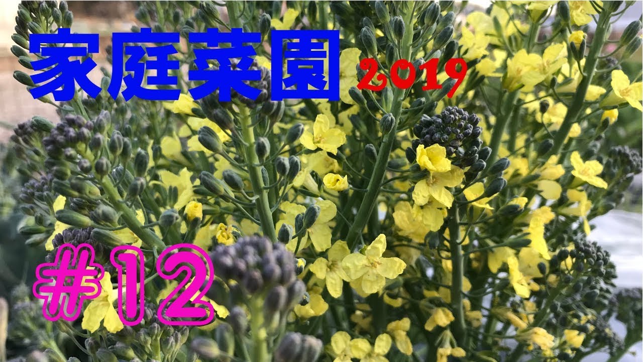 【Garden】家庭菜園2019【＃12】