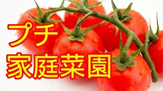 【自家菜園禁止法】その前に家庭菜園してみた☺️