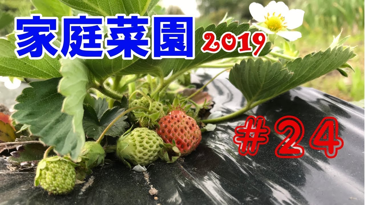 【Garden】家庭菜園2019【#24】