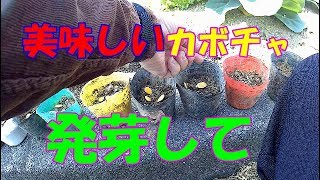 【家庭菜園】　無農薬　自給自足「カボチャ」栽培　種蒔き