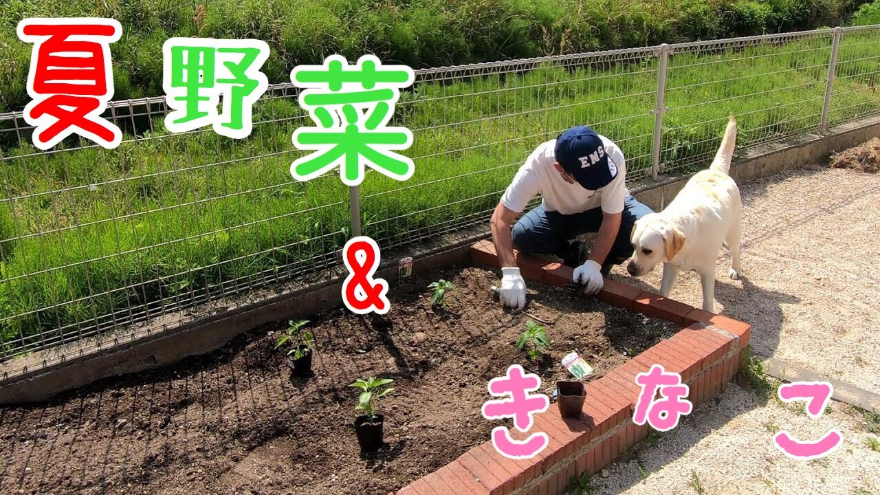 家庭菜園に夏野菜をラブラドールと植えてみた。