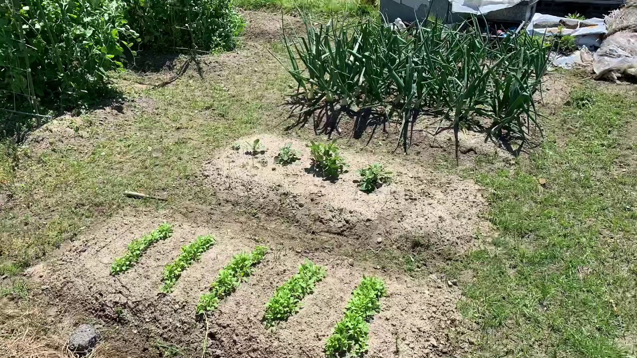 本日の菜園作業