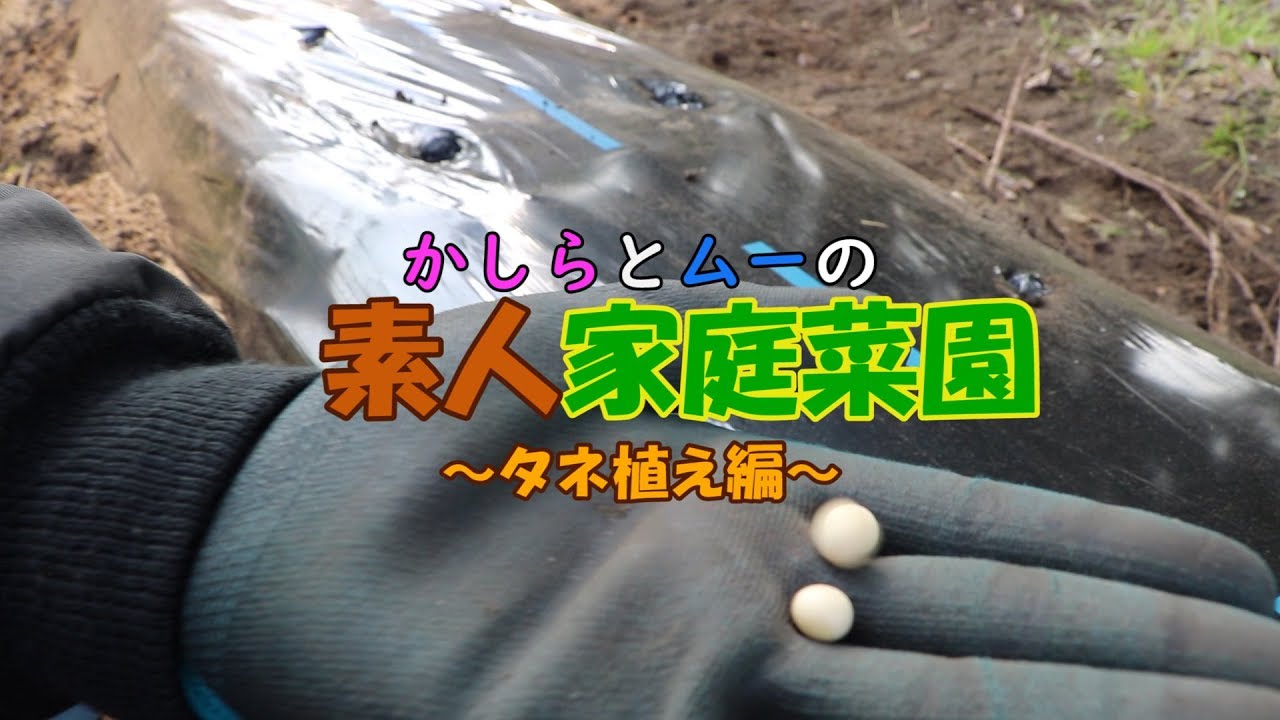 【家庭菜園】素人２人が家庭菜園に挑戦 #4 ～種植え編～