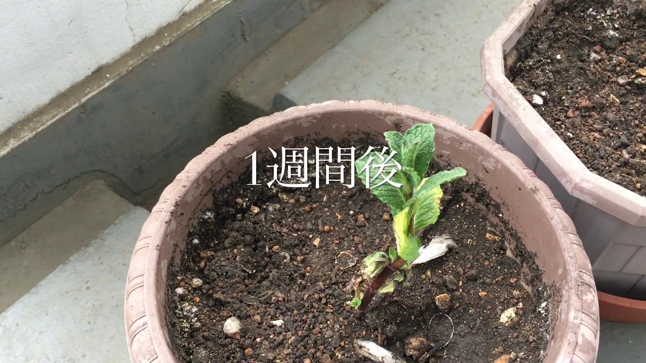 ミントを植木鉢に挿し木して家庭菜園。mint cutting planter horticulture