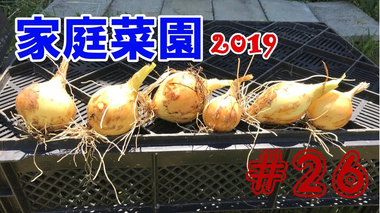 【Onion】家庭菜園2019【#26】